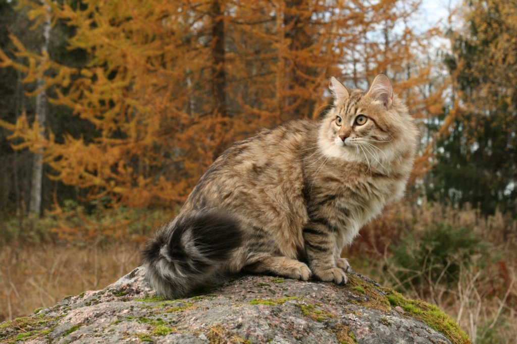 ussiapoikasynt1842011superihanaluonne80.jpg