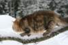 img_3418_small.jpg