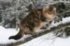 img_3439_small.jpg