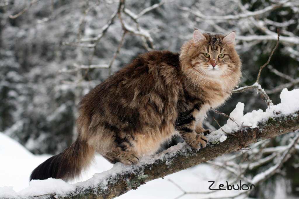 zebulon7.jpg