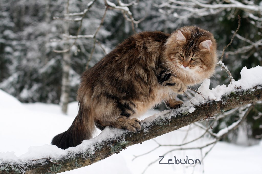 zebulon9.jpg