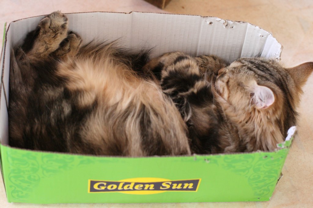 mygoldenboyinthegoldensunzebulon8months1432012.jpg