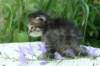 onesimusboy11_small.jpg