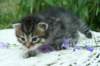 onesimusboy14_small.jpg