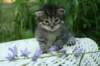 onesimusboy17_small.jpg