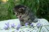 onesimusboy18_small.jpg