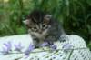 onesimusboy19_small.jpg