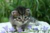 onesimusboy22_small.jpg