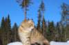 img_7394_small.jpg