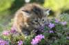 amurincassiathreeweeks23520122_small.jpg