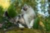 img_4871_small.jpg