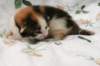 carmelgirl5_small.jpg