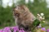 img_3332_small.jpg
