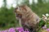img_3334_small.jpg