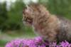 img_3341_small.jpg