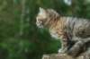 img_4779_small.jpg
