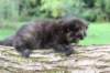 batael4weeks109202515_small.jpg