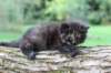 batael4weeks109202516_small.jpg