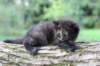 batael4weeks109202517_small.jpg