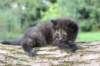 batael4weeks109202518_small.jpg