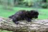batael4weeks10920252_small.jpg