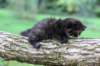 batael4weeks10920253_small.jpg