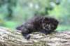batael4weeks10920254_small.jpg
