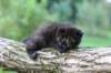 batael4weeks10920255_small.jpg