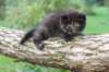 batael4weeks10920256_small.jpg
