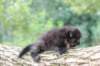 batael4weeks10920257_small.jpg