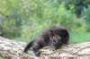 batael4weeks10920258_small.jpg