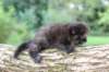 batael4weeks10920259_small.jpg