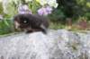batel35weeks49202510_small.jpg
