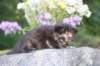 batel35weeks49202518_small.jpg