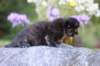 batel35weeks49202520_small.jpg