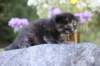 batel35weeks49202521_small.jpg