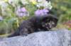 batel35weeks49202527_small.jpg