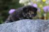 batel35weeks49202533_small.jpg