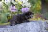 batel35weeks49202534_small.jpg