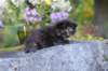 batel35weeks49202535_small.jpg