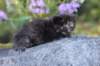 batel35weeks49202536_small.jpg