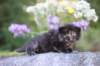 batel35weeks4920255_small.jpg