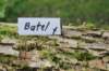 batel65weeks26920251_small.jpg