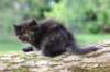 batel65weeks269202532_small.jpg