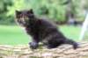 batel65weeks269202535_small.jpg