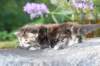 batya35weeks49202511_small.jpg