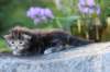 batya35weeks49202515_small.jpg