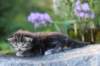 batya35weeks49202516_small.jpg