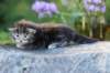 batya35weeks49202517_small.jpg