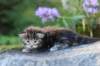 batya35weeks49202518_small.jpg